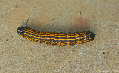 Orange-striped Oakworm