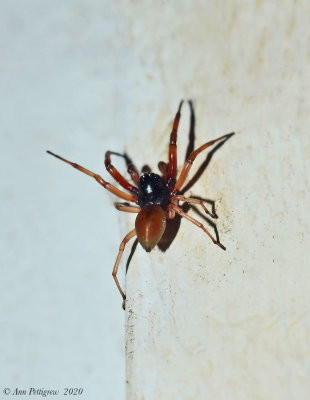 Broad-faced Sac Spider