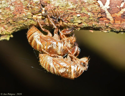 Cicada Exuviae and Spider