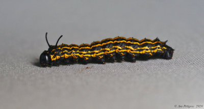 Orange-striped Oakworm