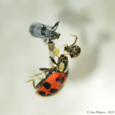 Weevil,-Lady-Beetle,-Spider---Aug---610_7095.jpg