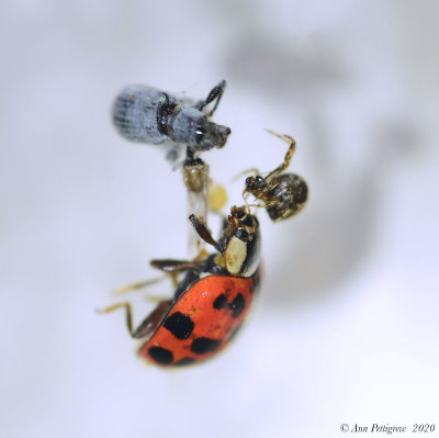 A Weevil, a Lady Beetle, and a Spider