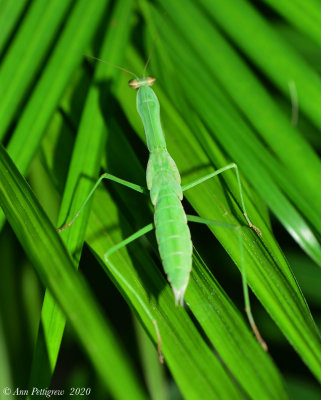 Young Chinese Mantis