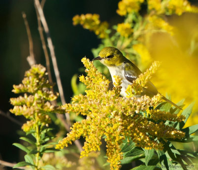 Black-throated Green Warbler (Immature Female)
