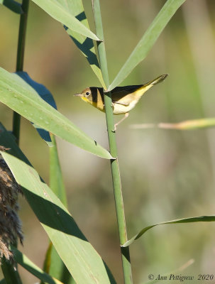 Common Yellowthroat (Female)