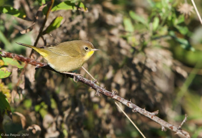 Common Yellowthroat 