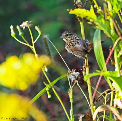 Swamp Sparrow