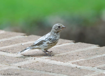 Leicistic House Finch
