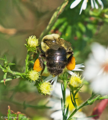 Bumble Bee with Pollen Pellets