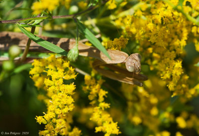 Chinese Mantis