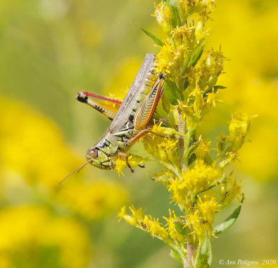 Red-legged Grasshopper
