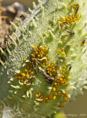 Oleander Aphids