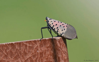 Spotted Lanternfly