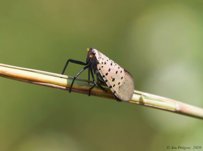 Spotted Lanternfly