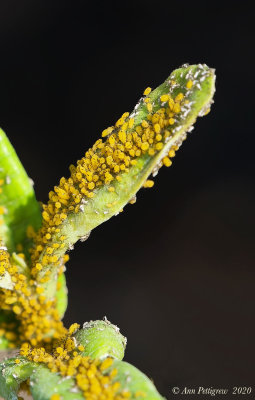 Oleander Aphids