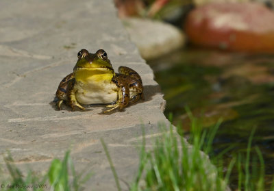 Green Frog