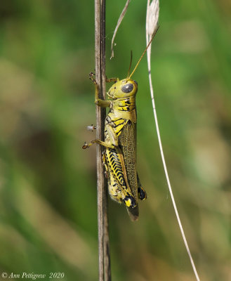 Differential Grasshopper