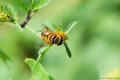 Palpada vinetorum