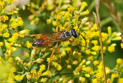 Wasp sp.
