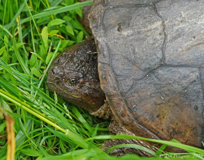 Common Snapping Turtle