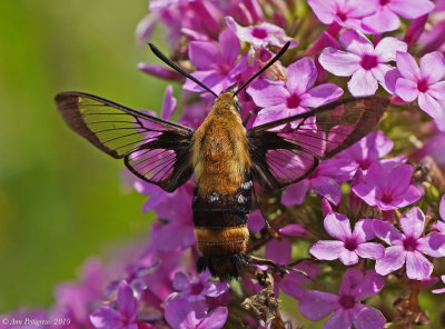 Snowberry Clearwing