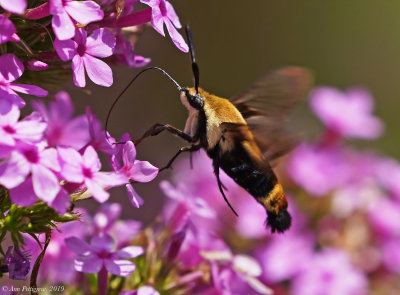 Snowberry Clearwing