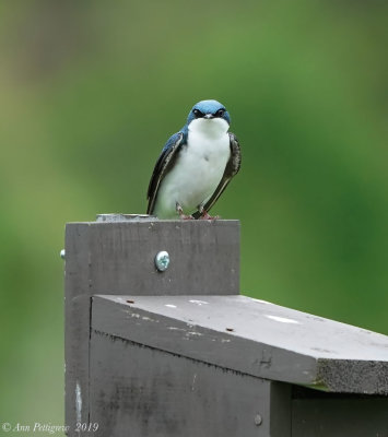 Tree Swallow