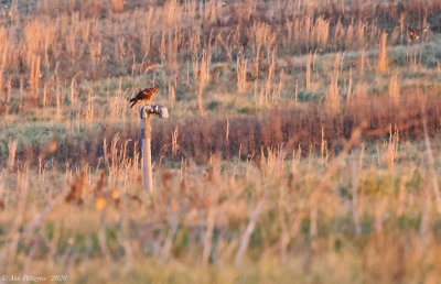 Northern Harrier