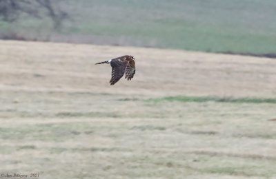 Northern Harrier