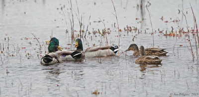 Mallards