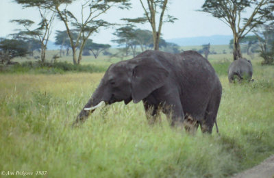 African Elephant