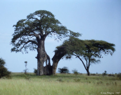 Baobab and Acacia Trees
