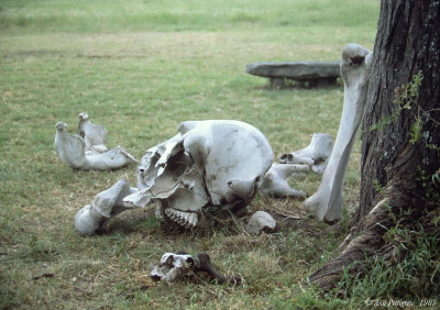 African Elephant Skull