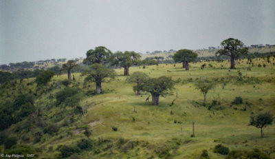 Masai Giraffes and Baobabs