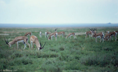 Grants Gazelles