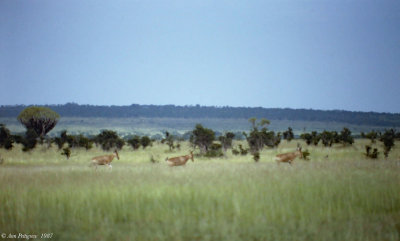 Hartebeest