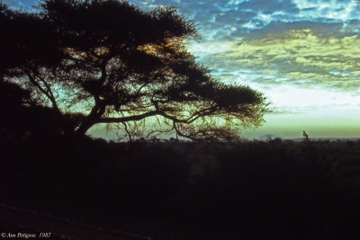 Serengeti Sunset 