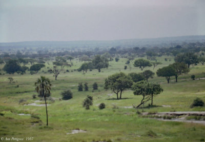 Tarangire Savannah 