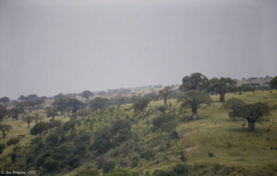 Tarangire Savannah 