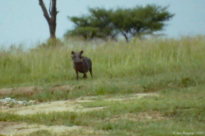 Common Warthog