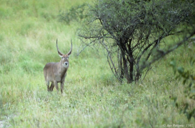 Common Waterbuck