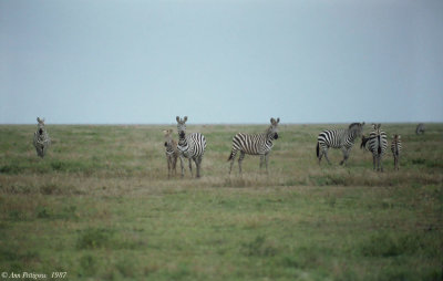 Plains Zebra