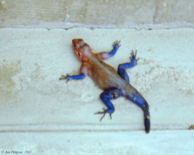 Mwanza Flat-headed Rock Agama