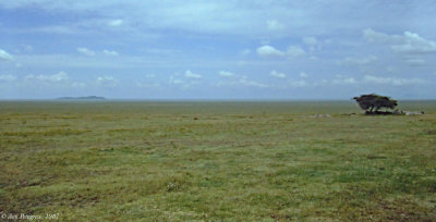 The Serengeti 