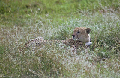 Cheetah