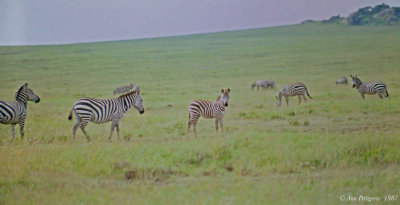 Plains Zebras 