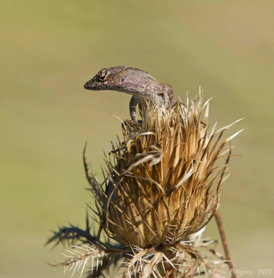 Brown Anole