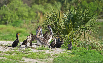 Brown Pelicans and Double-crested Cormorants 