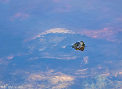 Pond Turtle, possibly a Cooter sp.