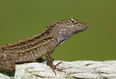 Brown Anole